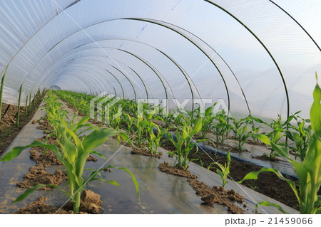 トウモロコシのトンネル栽培 21459066