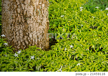 background of green Leaf background of green Leaf 21459116