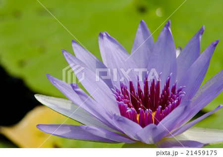 beautiful lotus in pond beautiful lotus in pond 21459175