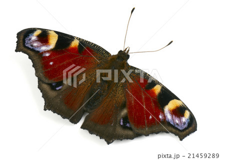 Peacock butterfly macro Peacock butterfly macro 21459289