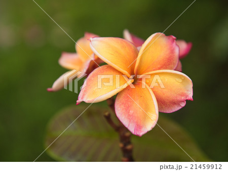 plumeria flower in the garden 21459912