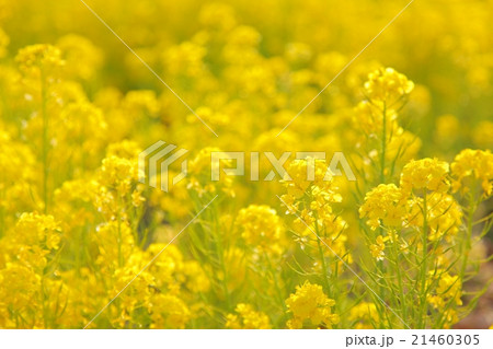 菜の花畑② 菜の花畑② 21460305