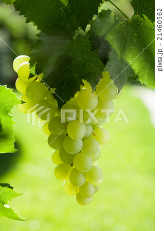 Vine and bunch of white grapes Vine and bunch of white grapes 21460562