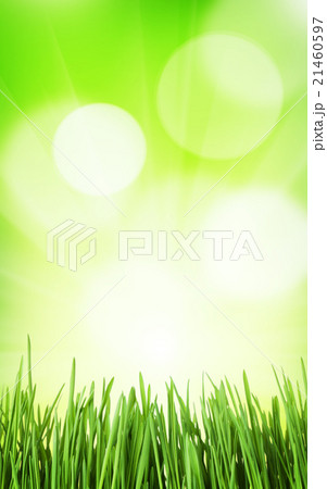 Sunny spring background with grass and bokeh 21460597