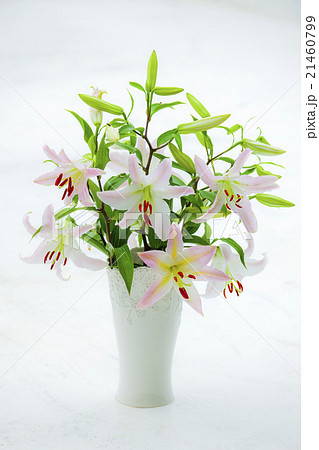 ユリの花 マルコポーロの写真素材