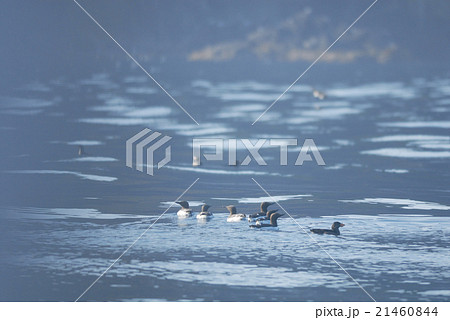夏羽のウミガラスの群れ 21460844