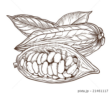 Cocoa vector isolated on white background Cocoa vector isolated on white background 21461117