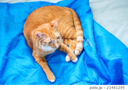 Lovely red cat, soft focus. 21461295