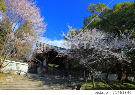 青蓮院　桜 21461340