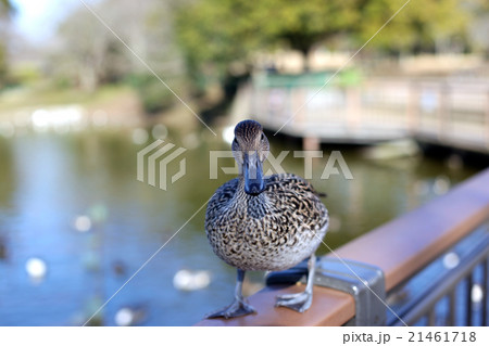 公園の鴨 公園の鴨 21461718