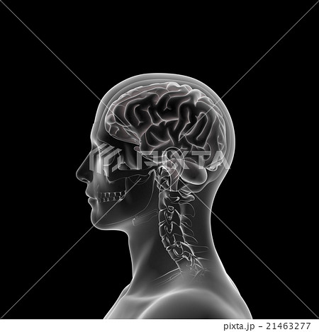 脳の模型 医療用人体モデルのイラスト素材
