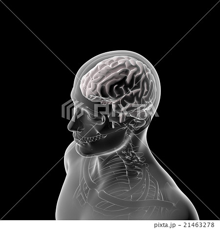 脳のモデル 医療用人体頭部の模型のイラスト素材