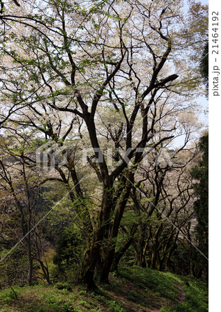 小山田彼岸桜樹林 21464192