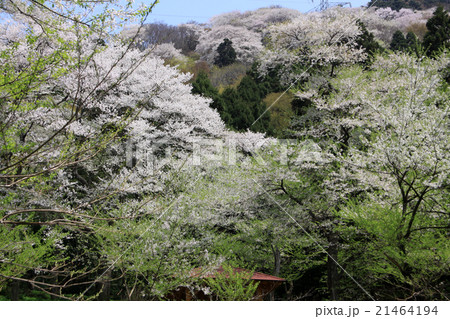 小山田彼岸桜樹林 小山田彼岸桜樹林 21464194