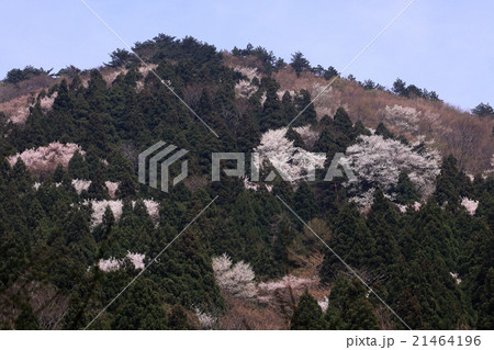 小山田彼岸桜樹林 小山田彼岸桜樹林 21464196