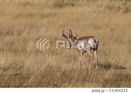Pronghorn Antelope Buck Pronghorn Antelope Buck 21464235
