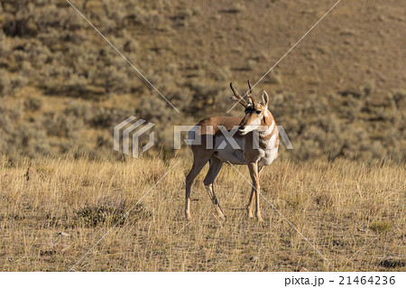 Pronghorn Antelope Buck Pronghorn Antelope Buck 21464236