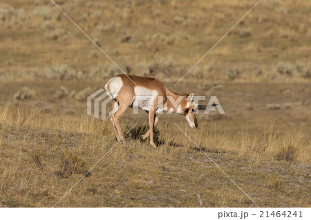 Pronghorn Antelope Buck Pronghorn Antelope Buck 21464241