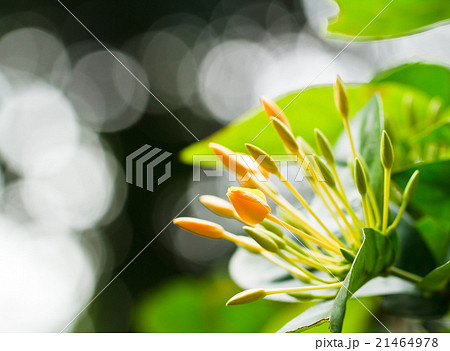 yellow flower spike yellow flower spike 21464978