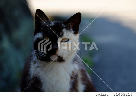 男木島の猫 男木島の猫 21465219