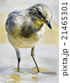 Sand Martin 21465301