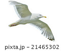 Seagull in flight 21465302