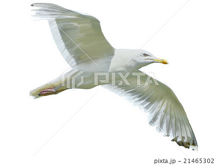 Seagull in flight 21465302