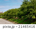 桜並木　新緑 21465416
