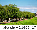 桜並木　新緑 21465417