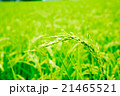 稲穂　夏 21465521