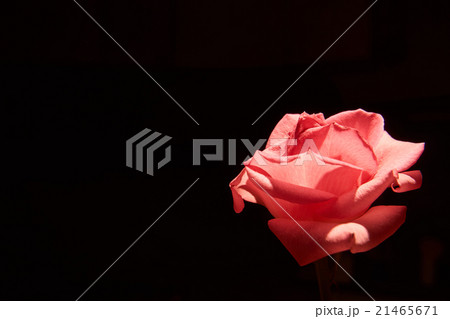 バラの花 黒背景 バラの花 黒背景 21465671