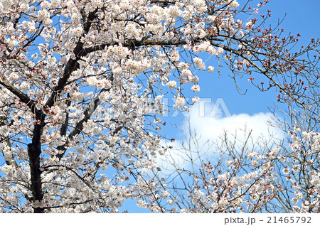 桜 桜 21465792