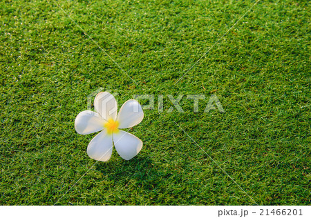 Tropical flowers of Plumeria on green grass Tropical flowers of Plumeria on green grass 21466201