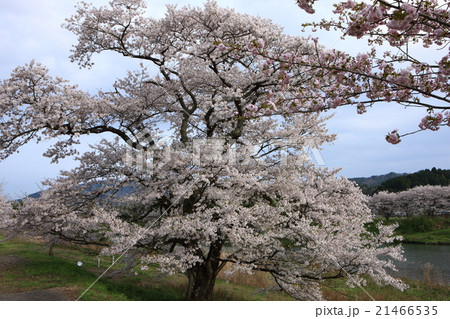 般若寺の一本桜 般若寺の一本桜 21466535