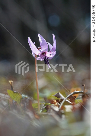 カタクリの花 カタクリの花 21466740
