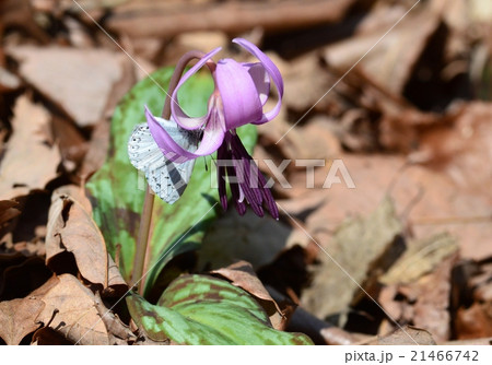 カタクリの花とルリシジミ 21466742