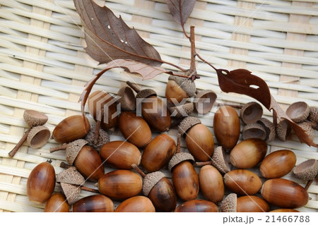 どんぐり どんぐり 21466788