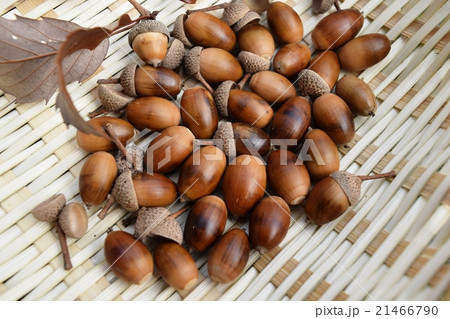 どんぐり どんぐり 21466790