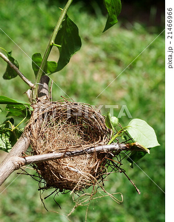 little brown Prinia bird nest on branch green BG little brown Prinia bird nest on branch green BG 21466966