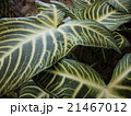 葉脈 21467012