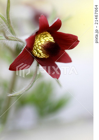 オキナグサ１ 21467064