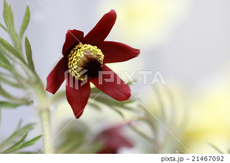 オキナグサ２ 21467092