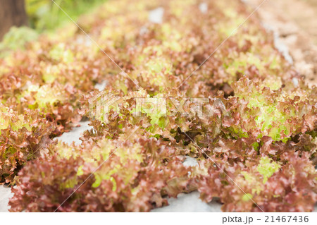 Red coral salad plant in organic farm 21467436