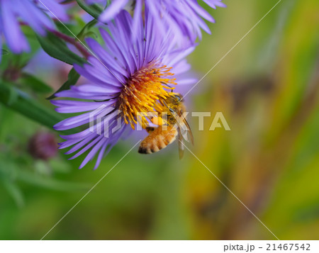 セイヨウミツバチ　Apis melliferaと花　ミツバチ　蜜蜂　西洋蜜蜂 21467542