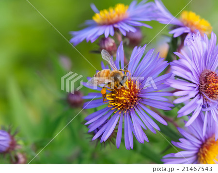 セイヨウミツバチ Apis melliferaと花 ミツバチ 蜜蜂 西洋蜜蜂の写真素材 [21467543] - PIXTA