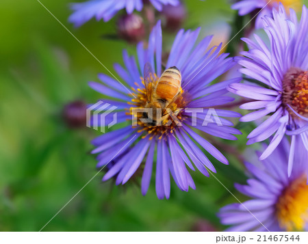 セイヨウミツバチ Apis melliferaと花 ミツバチ 蜜蜂 西洋蜜蜂の写真素材 [21467544] - PIXTA