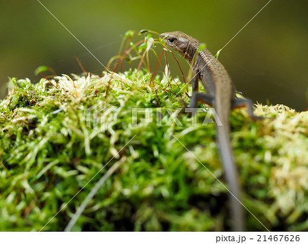 akydromus tachydromoides カナヘビ 21467626