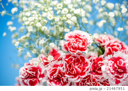 カーネーションの花 カーネーションの花 21467951