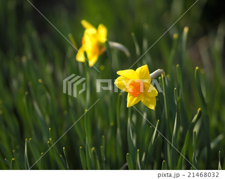 Narcissus タイハイスイセン  大杯水仙 21468032