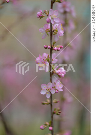 ユスラウメの花 ユスラウメの花 21468047
